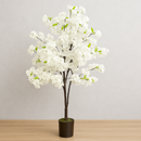 White Cherry blossom Tree