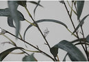 EUCALYPTUS (large leaf)