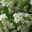 Artificial Thyme