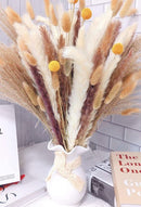 PAMPA GRASS