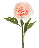 ROSE FLOWERS