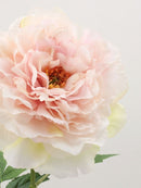 ROSE FLOWERS