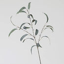 EUCALYPTUS (large leaf)