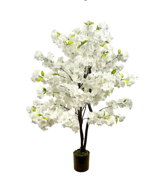 White Cherry blossom Tree